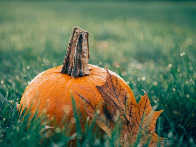 Close-up of a small orange pumpkin with a dried, brown leaf resting against it, set on a background of green grass with dew drops. The photo is taken outdoors and captures the autumnal theme with natural light illuminating the pumpkin and surroundings—a perfect setting to highlight Halloween-related injury precautions.